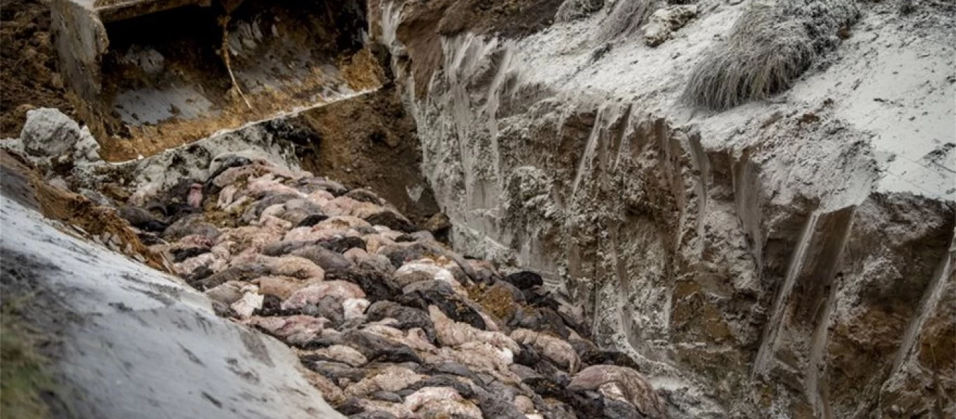 Η σφαγή των μινκ: 17.000.000 βιζόν οδηγήθηκαν στο θάνατο λόγω κορωνοϊού (βίντεο)